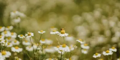 Apigenina: El flavonoide que puede transformar tu salud y bienestar